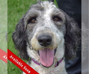 Mutt Dogs for adoption in Huntley, IL, USA
