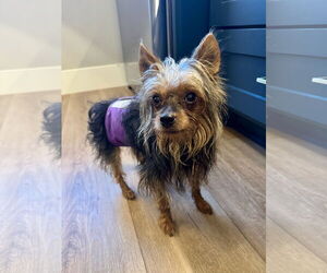 Mutt Dogs for adoption in St. Louis Park, MN, USA