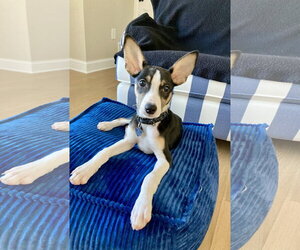 Jack Russell Terrier-Unknown Mix Dogs for adoption in Oakhurst, NJ, USA