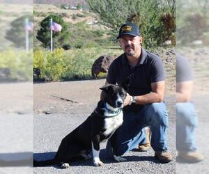 Border Collie Dogs for adoption in Globe, AZ, USA