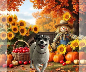 Jack Russell Terrier Dogs for adoption in Gulfport, MI, USA