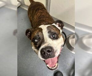 Bullypit Dogs for adoption in Glen Allen, VA, USA