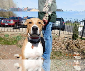 Boxador Dogs for adoption in Zanesville, OH, USA