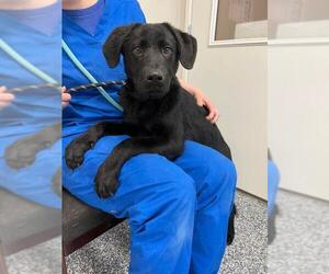 Labrador Retriever Dogs for adoption in Bemidji, MN, USA