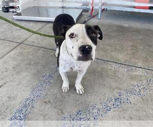 Dachshund-Unknown Mix Dogs for adoption in Bakersfield, CA, USA