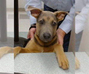 German Shepherd Dog-Unknown Mix Dogs for adoption in Oklahoma City, OK, USA