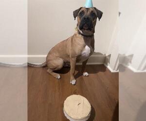 Boxer-Unknown Mix Dogs for adoption in San Antonio, TX, USA