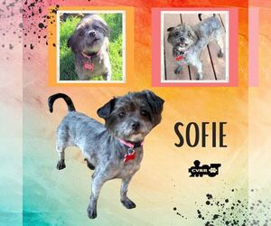 Shih Tzu-Unknown Mix Dogs for adoption in Lindsay, CA, USA