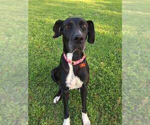 Great Dane Dogs for adoption in Pearland, TX, USA