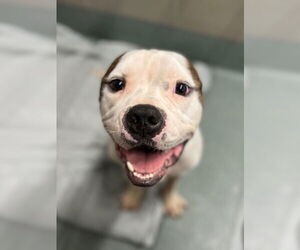 American Pit Bull Terrier Dogs for adoption in Baytown, TX, USA