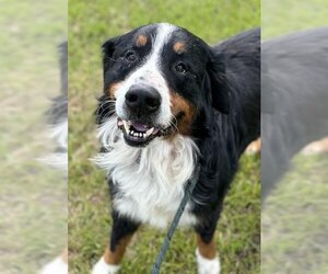 Bernese Mountain Dog Dogs for adoption in Fort Lauderdale, FL, USA