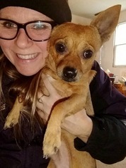 Medium Photo #1 Chihuahua-Unknown Mix Puppy For Sale in Livonia, MI, USA