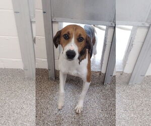Mutt Dogs for adoption in Hilton Head, SC, USA