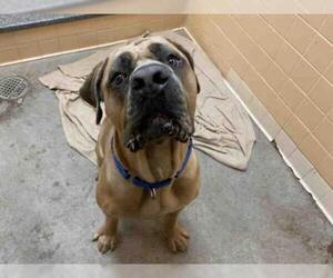 Mastiff Dogs for adoption in Santa Fe, NM, USA