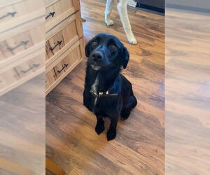 Labrador Retriever-Unknown Mix Dogs for adoption in Duluth, MN, USA