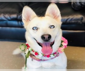 Siberian Husky Dogs for adoption in vacaville, CA, USA
