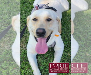Labrador Retriever Dogs for adoption in Marina del Rey, CA, USA
