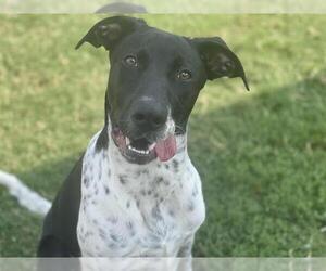 Pointer-Unknown Mix Dogs for adoption in Tulsa, OK, USA