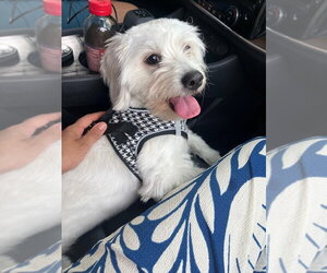 Medium Photo #1 Maltese-Unknown Mix Puppy For Sale in Andover, MN, USA