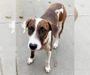 Mutt Dogs for adoption in Tulsa, OK, USA