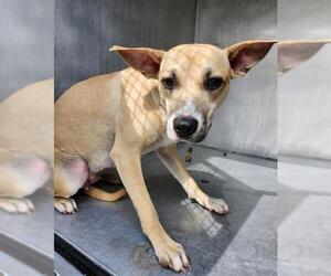 American Staffordshire Terrier-Unknown Mix Dogs for adoption in San Antonio, TX, USA