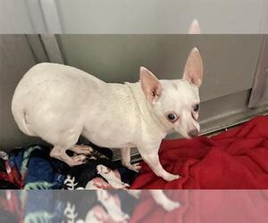 Chihuahua-Unknown Mix Dogs for adoption in Tallahassee, FL, USA