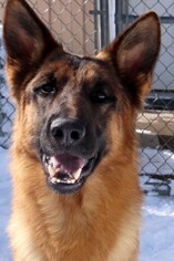 German Shepherd Dog Dogs for adoption in Siren, WI, USA