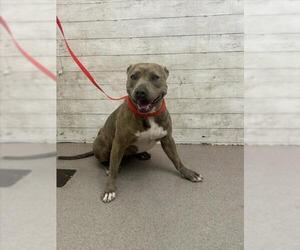 American Pit Bull Terrier-Unknown Mix Dogs for adoption in San Bernardino, CA, USA