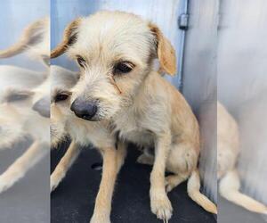 Mutt Dogs for adoption in San Antonio, TX, USA