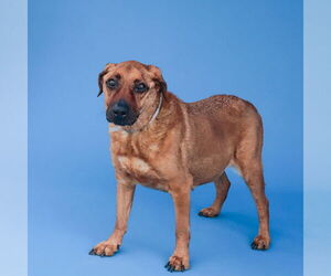 Labrador Retriever-Unknown Mix Dogs for adoption in Pasadena, CA, USA