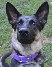 German Shepherd Dog-Unknown Mix Dogs for adoption in Media, PA, USA