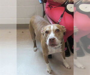 American Pit Bull Terrier Dogs for adoption in Derwood, MD, USA