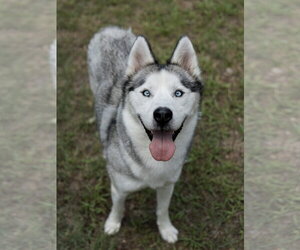 Siberian Husky Dogs for adoption in Carrollton, TX, USA