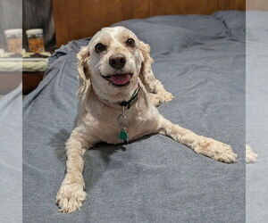 Golden Retriever-Unknown Mix Dogs for adoption in Vail, AZ, USA