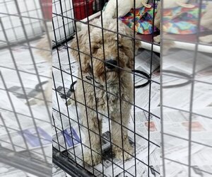 Goldendoodle Dogs for adoption in Mukwonago, WI, USA