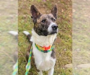 Akita-Dutch Shepherd  Mix Dogs for adoption in Sacramento, CA, USA