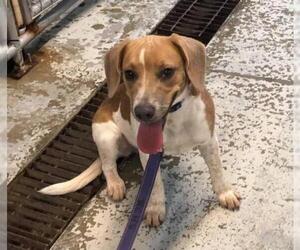 Beagle-Unknown Mix Dogs for adoption in Sparta, IL, USA
