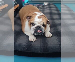 Bulldog-Unknown Mix Dogs for adoption in Muskegon, MI, USA