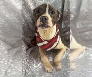 American Pit Bull Terrier-Unknown Mix Dogs for adoption in New York, NY, USA