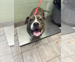 American Bulldog-Unknown Mix Dogs for adoption in Grand Prairie, TX, USA