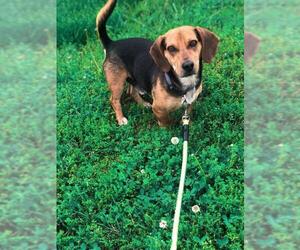 Beagle Dogs for adoption in Pacolet, SC, USA