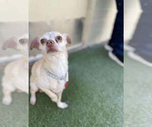 Chihuahua-Unknown Mix Dogs for adoption in Tempe , AZ, USA