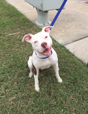 American Bulldog-American Staffordshire Terrier Mix Dogs for adoption in Houston, TX, USA