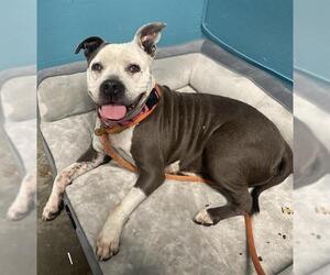 Mutt Dogs for adoption in Camarillo, CA, USA