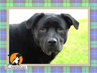 Rottweiler-American Pit Bull Terrier Dogs for adoption in Orange, CA, USA