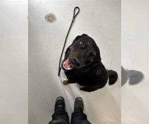 Border-Aussie Dogs for adoption in Corpus Christi, TX, USA