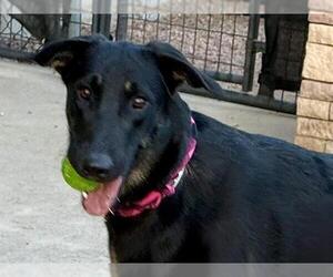 Doberman Pinscher-Golden Retriever Mix Dogs for adoption in Pueblo, CO, USA