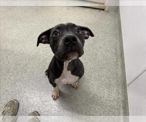 American Pit Bull Terrier Dogs for adoption in Fort Collins, CO, USA