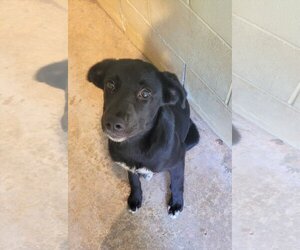 Borador Dogs for adoption in MECHANICSBURG, PA, USA