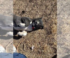 Siberian Husky-Unknown Mix Dogs for adoption in Amarillo, TX, USA